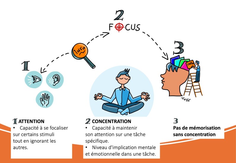 Illustratie in het ORSYS-artikel "Leren leren: een kwestie van houding". 1/ Aandacht 2/ Concentratie 3/ Memoriseren